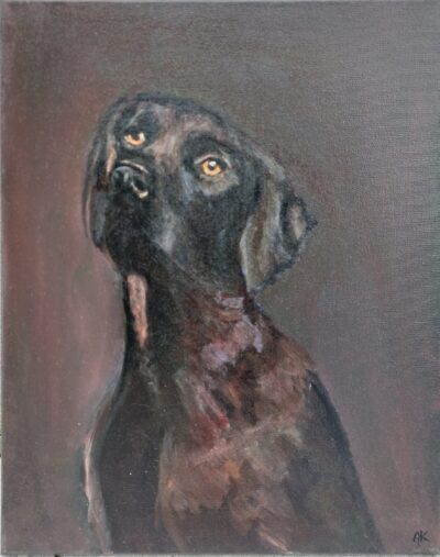 Schwarzer Labrador